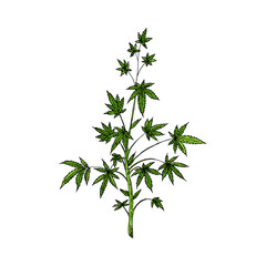 Marijuana plant. Cannabis tree. Vector illustration. Isolated object.