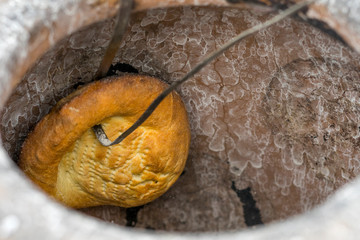 Lavash, flat unleavened white bread in the form of a thin flatbread made of wheat flour, is baked in the oven, in a tandoor. Ready-made pita bread takes out of the oven.