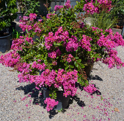 Pink Crepe myrtle - Lagerstroemia indica. Botanical Garden, KIT Karlsruhe, Germany, Europe