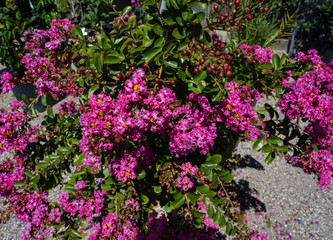 Pink Crepe myrtle - Lagerstroemia indica. Botanical Garden, KIT Karlsruhe, Germany, Europe