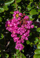 Pink Crepe myrtle - Lagerstroemia indica. Botanical Garden, KIT Karlsruhe, Germany, Europe