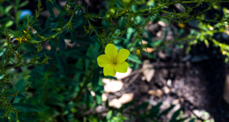 The Blossom of Golden Flax (Linum flavum). Botanical Garden, KIT Karlsruhe, Germany, Europe