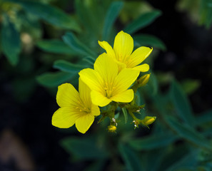 The Blossom of Golden Flax (Linum flavum). Botanical Garden, KIT Karlsruhe, Germany, Europe