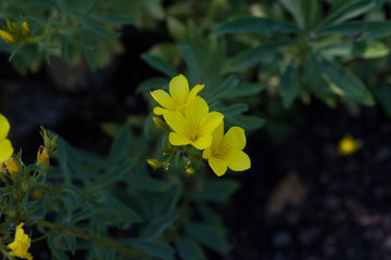 The Blossom of Golden Flax (Linum flavum). Botanical Garden, KIT Karlsruhe, Germany, Europe