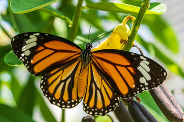Common Tiger butterfly outspreading its wings