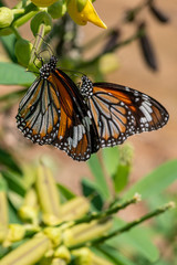A couple of Common Tiger butterflies resting on the plant