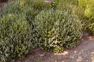 Savory Plant. Winter Savory Herb Plant (Satureja hortensis). Botanical Garden, Kit Karlsruhe,...