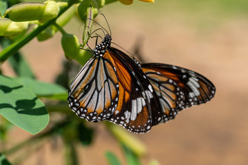 A couple of Common Tiger butterflies resting on the plant