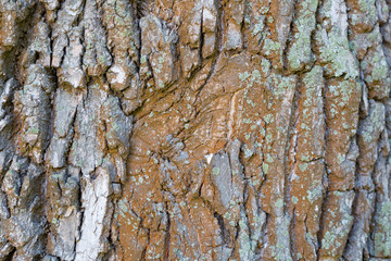 Obraz premium The textured surface of the bark of the old perennial deciduous tree