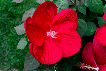 Hibiskus rot © MissX-Design
