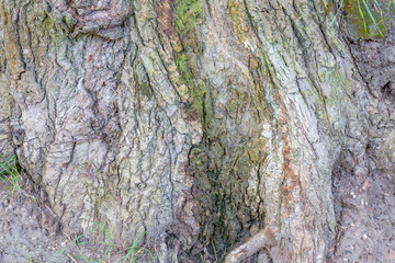 The textured surface of the bark of the old perennial deciduous tree