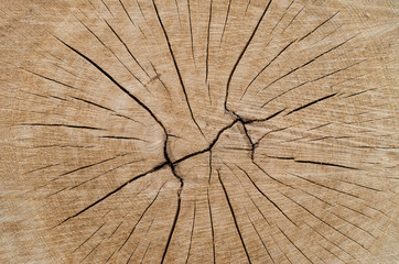 Cut log with cracks close