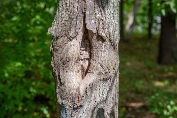 Fototapeta premium The textured surface of the bark of the old perennial deciduous tree