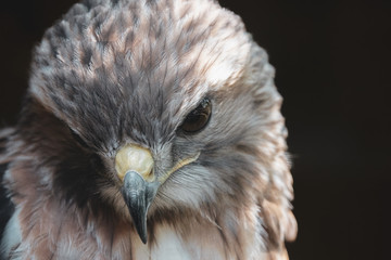 rescued red tailed hawk is recovering from an injury