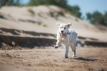 dog Golden retriever summer
