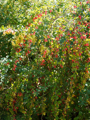 (Berberis vulgaris) Sauerdorn oder Gewöhnliche Berberitze mit reifen knallroten oder gelborangen,...