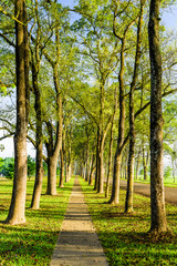 pathway with green trees in the park