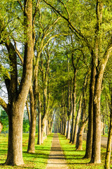 The woods in the park are on both sides of the Asphalt road