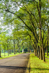 The woods in the park are on both sides of the Asphalt road