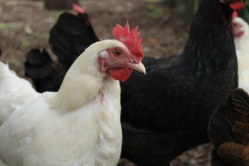 chickens at meanwood valley urban farm leeds west yorkshire