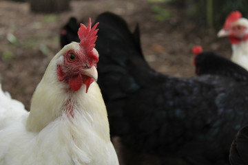 chickens at meanwood valley urban farm leeds west yorkshire