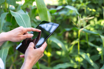 A tablet in the hands of a farmer examining corn in his field. The agronomist applies digital innovations in agriculture.