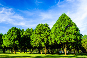 Lush green trees with blue sky as background, fir, and pine trees in Nantou, Taiwan.