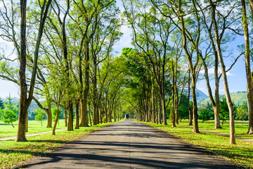 The woods in the park are on both sides of the Asphalt road