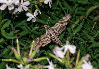 Moth in flight at night - Sphinx moth - with long horn collects flower nectar