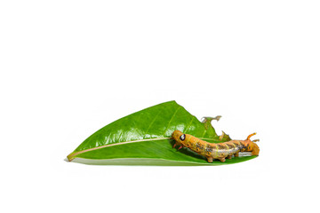 Close-up orange striped caterpillars isolated on white background