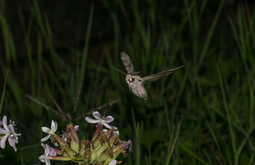 Moth in flight at night - Sphinx moth - with long horn collects flower nectar