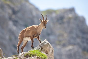 Obraz premium Ibex (Capra ibex) in the mountains. European wildlife nature. Walking in Slovenia. Get close to ibex. Nature in the Triglav National Park. Ibex climb on the rock