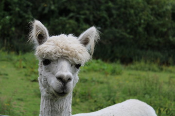 Obraz premium alpaca at meanwood valley urban farm leeds west yorkshire