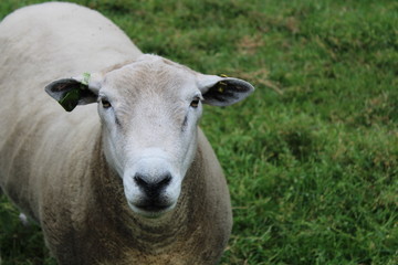 Naklejka premium sheep at meanwood valley urban farm leeds west yorkshire
