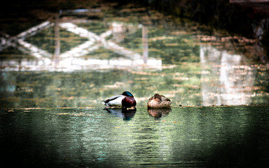 Enten