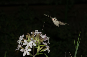Moth in flight at night - Sphinx moth - with long horn collects flower nectar