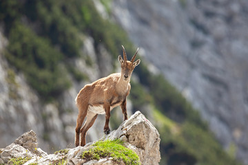Ibex (Capra ibex) in the mountains. European wildlife nature. Walking in Slovenia. Get close to ibex. Nature in the Triglav National Park. Ibex climb on the rock