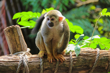 Squirrel monkey