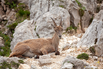 Ibex (Capra ibex) in the mountains. European wildlife nature. Walking in Slovenia. Get close to ibex. Nature in the Triglav National Park. Ibex climb on the rock