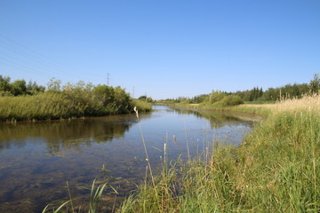 Fototapeta na wymiar Summer On The Pond, Pylypow Wetlands, Edmonton, Alberta