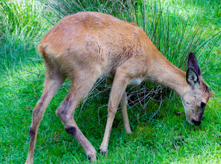 Fototapeta premium Reh