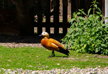 Rotente © MissX-Design