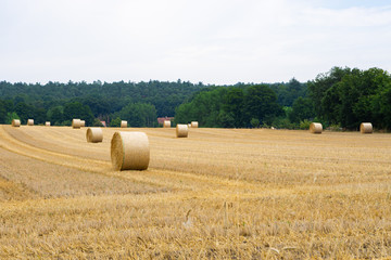 round straw bales on a field