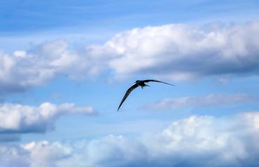 little swift bird flies spreading its wings.  spring swallow flies against  background of nature, flapping its wings, and soars falling into  air currents.