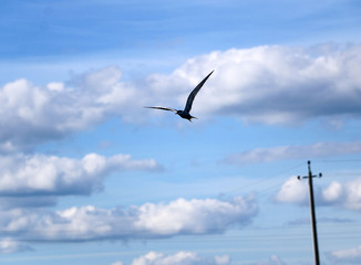 little swift bird flies spreading its wings.  spring swallow flies against  background of nature, flapping its wings, and soars falling into  air currents.