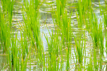 Fototapeta na wymiar selective focus of recently grown rice plants
