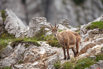 Naklejka na ściany i meble Ibex (Capra ibex) in the mountains. European wildlife nature. Walking in Slovenia. Get close to ibex. Nature in the Triglav National Park. Ibex climb on the rock