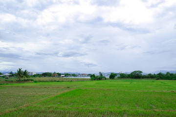 landscape rice field at the outskirt in the north of thailand