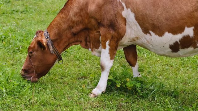 beautiful plump brown cow without horns appetizingly chewing grass in a green pasture, juicy grass in an alpine meadow in switzerland, the concept of animal husbandry, dairy production