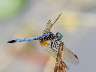 Close uo of a single Blue Dasher dragonfly (Pachydiplax longipnnis, with a plain background